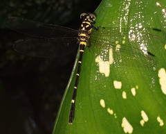 Microgomphus souteri