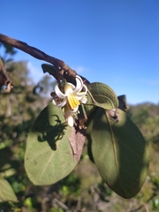 Styrax ferrugineus