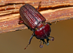 Syndesus cornutus