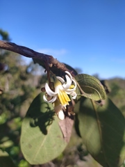 Styrax ferrugineus