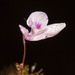 Utricularia benjaminiana - Photo (c) Grant Reed, μερικά δικαιώματα διατηρούνται (CC BY-NC), uploaded by Grant Reed
