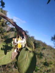 Styrax ferrugineus