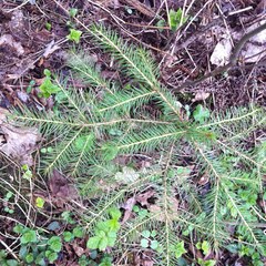 Picea abies