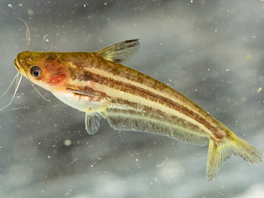 Butter Catfish