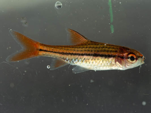 Koperstreep-barbeel (Enteromius multilineatus) — Cyprinidae