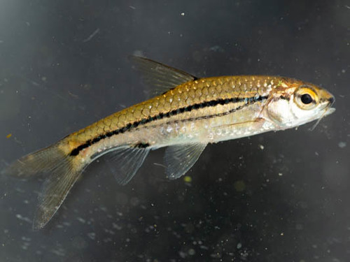 Hyphen barb (Enteromius bifrenatus) — Cyprinidae — 4