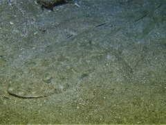 Platycephalus westraliae