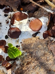 Pseudombrophila guldeniae