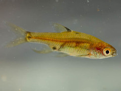 Enteromius haasianus