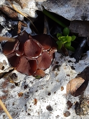 Pseudombrophila guldeniae