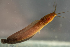 Clarias theodorae