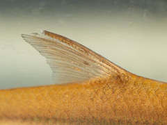 Enteromius paludinosus