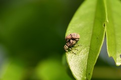 Eugnathus distinctus