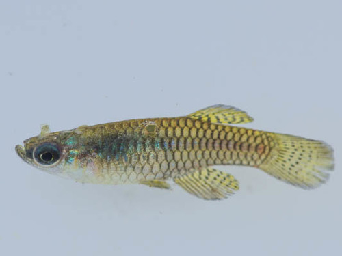 Meander lampeye (Micropanchax hutereaui) — Poeciliidae