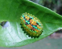 Dalceridae