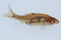 Enteromius haasianus