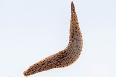 Asiaticobdella fenestrata