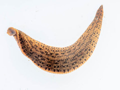 Asiaticobdella fenestrata