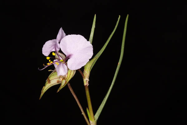 Riverine Dayflower