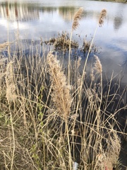 Phragmites australis