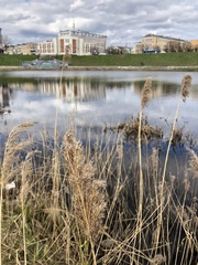 Phragmites australis