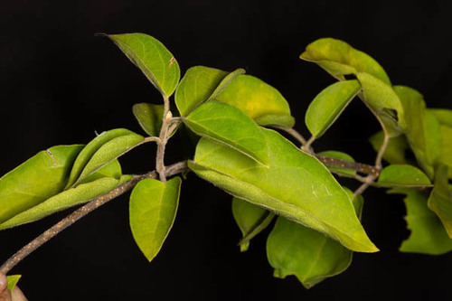 Gymnema sylvestre image