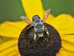 Megachile pugnata