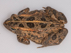 Sclerophrys lemairii
