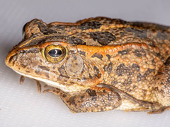 Sclerophrys lemairii