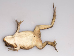 Sclerophrys lemairii