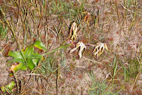 Crinum subcernuum image