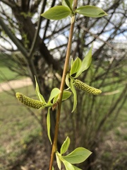 Salix triandra