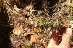 Berkheya cruciata
