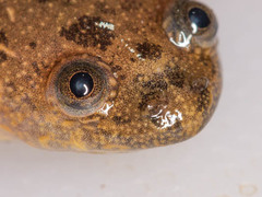Xenopus poweri