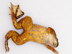 Xenopus poweri
