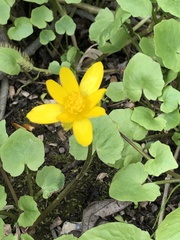 Ficaria verna