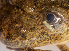 Xenopus muelleri