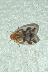 Borysthenes emarginatus