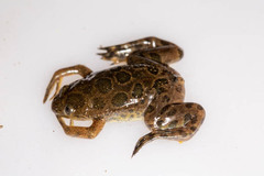 Xenopus muelleri