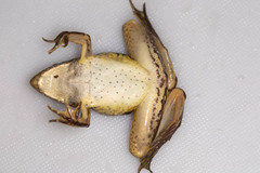 Ptychadena subpunctata