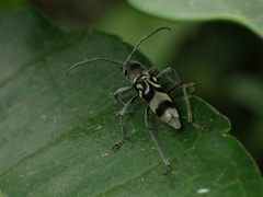 Chlorophorus macaumensis