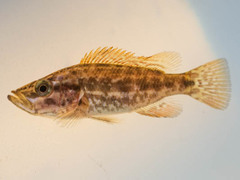 Serranochromis angusticeps