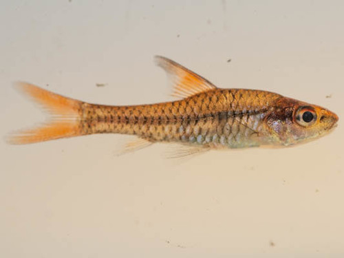 Redside barb (Enteromius radiatus) — Cyprinidae — 4