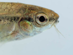 Enteromius thamalakanensis