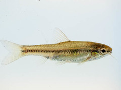 Enteromius thamalakanensis