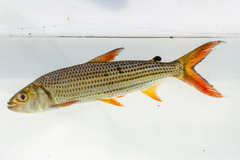 Hydrocynus vittatus