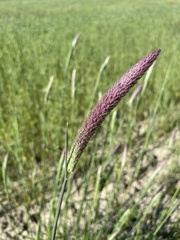 Phalaris coerulescens