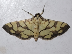 Pardomima