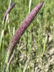 Phalaris coerulescens