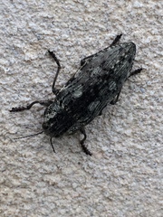 Texania fulleri